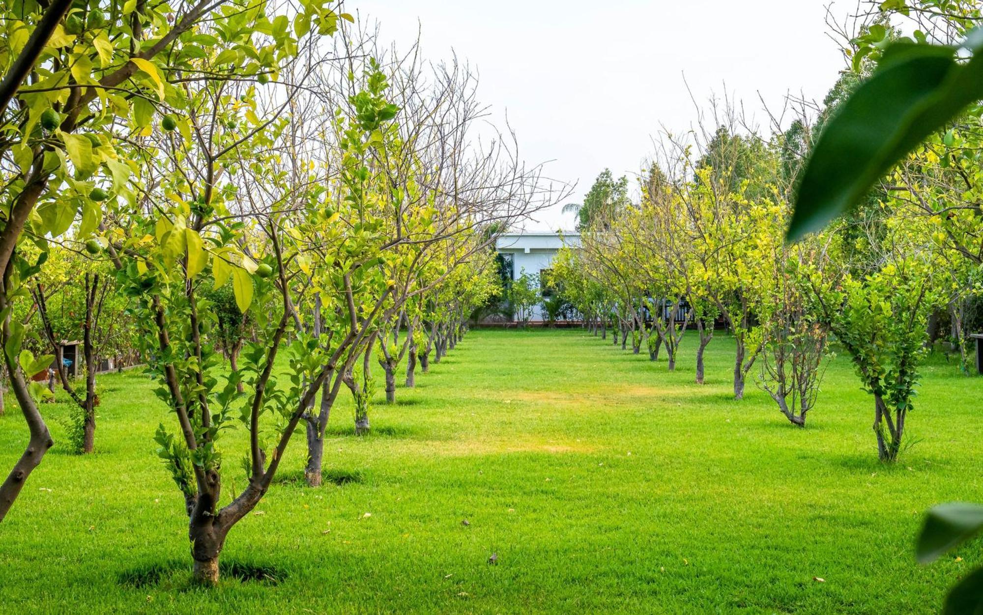 The Lemonary Marrakech Hotel Ouled Moumen Exterior photo