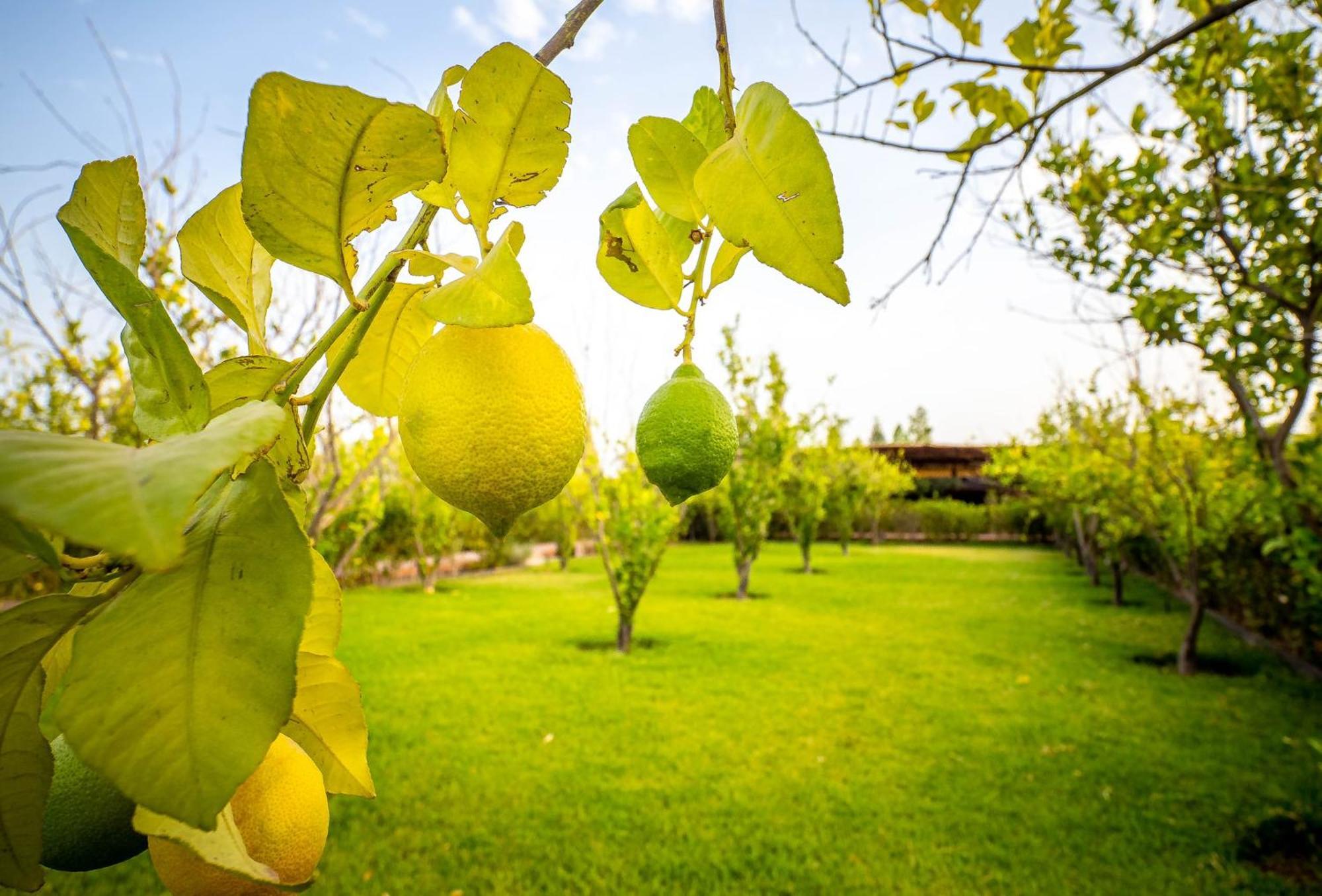 The Lemonary Marrakech Hotel Ouled Moumen Exterior photo